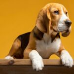 A Beagle Dog For Sale In The UK